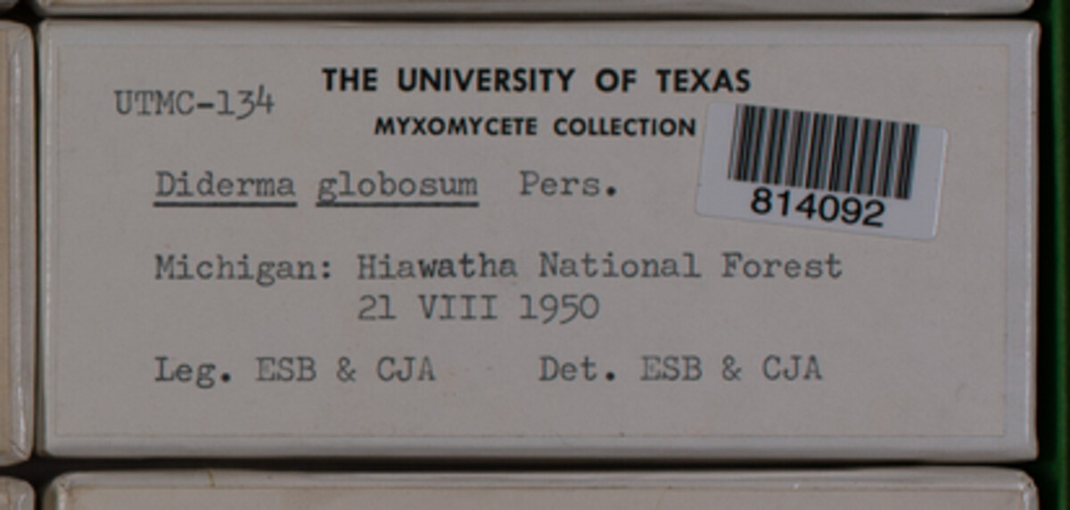Diderma globosum image